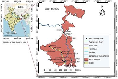 Unlocking the nutritional potential: amino acid profile of eight Indian food fishes and their role in meeting recommended dietary allowances